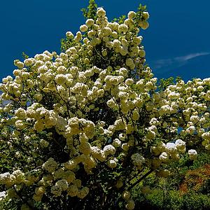 Viburnum opulus 'Compactum' Container 5lt.
