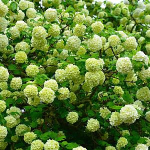 Viburnum opulus 'Roseum' Container 3lt. 45/50cm.