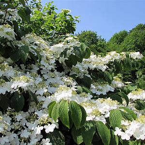 Viburnum plic. 'Mariesii' Container 4lt. 35/40cm.