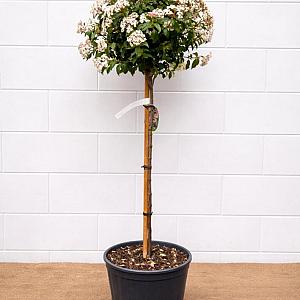 Viburnum tinus op stam Container 18lt. 120cm. stam.