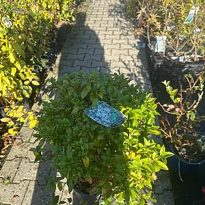 Viburnum tinus 'Eve Price' Container 5lt. 35/40cm.