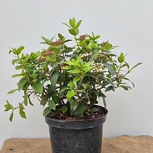 Viburnum tinus 'Eve Price' Container 12lt. 80/100cm.