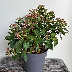 Viburnum tinus 'Gwenllian' Container 5lt. 40/45cm.