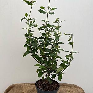 Viburnum tinus 'Lisarose' Container 3lt. 30/40cm.