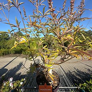 Vitex agnus-castus Container 4lt. 30/40cm.