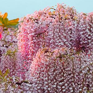 Wisteria flor. 'Rosea' Container 2lt.