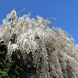 Wisteria sinensis 'Alba' Container 2lt. 80/100cm.