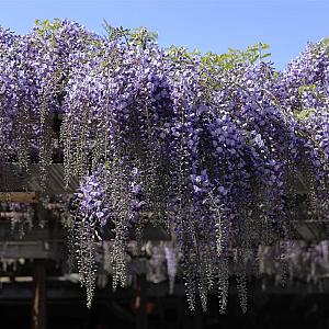 Wisteria sinensis 'Prolific' Container 50lt. stam 150cm.