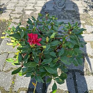 Rhododendron repens Container 3lt.