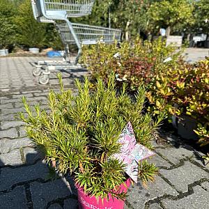 Azalea 'Starstyle Lila' Container 3lt.