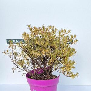 Azalea 'Starstyle Lila' Container 3lt.