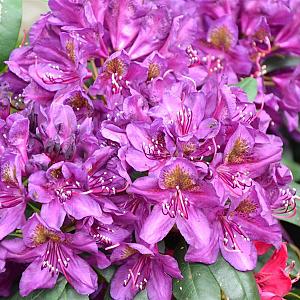 Rhododendron 'Catawb. Grandiflorum' Kluit 80/90cm.