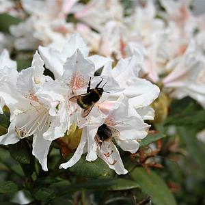 Rhododendron 'Cunningham's White' Container 5lt.