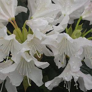 Rhododendron 'Dora Amateis' Container 5lt.