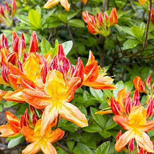 Azalea mollis Container 2lt.
