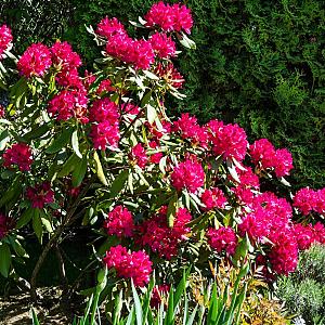 Rhododendron 'Nova Zembla' Container 5lt. 30/40 cm.