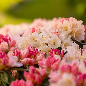 Rhododendron 'Percy Wiseman' Container 5lt.