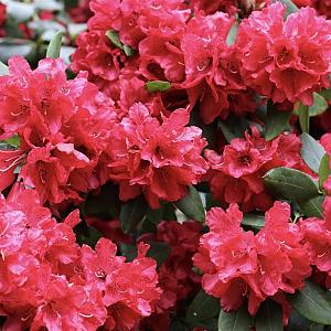 Rhododendron 'Red Jack' Container 5lt.