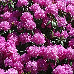 Rhododendron 'Roseum Elegans' Kluit 40/60cm.