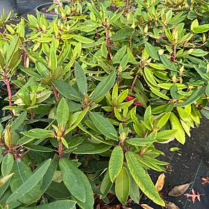 Rhododendron 'Vulcan's Flame' Container 5lt.