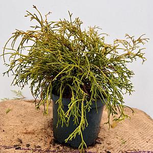 Chamaecyparis p. 'Filifera Nana' Container 3lt.
