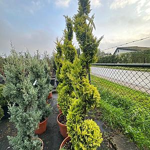 Cupressocyparis ley. 'Gold Rider' Spiraal Container 30lt. 125/150cm.
