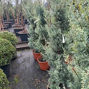 Cupressus arizonica 'Fastigiata' Spiraal Container 12lt.100/125cm.