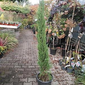 Cupressus sempervirens 'Pyramidalis' Container 20lt. 125/150cm.