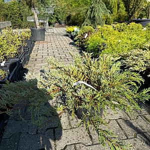 Juniperus hor. 'Hughes' Container 5lt.