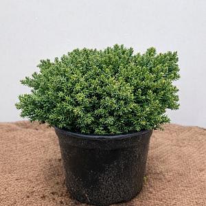 Juniperus procumbens 'Nana' Container 2lt. 20/25cm.