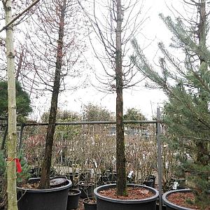Metasequoia glyptostroboides Container 500lt. 25/30