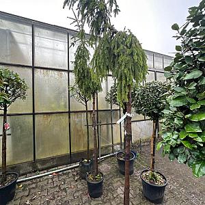Picea abies Container 20lt. 160/180cm.