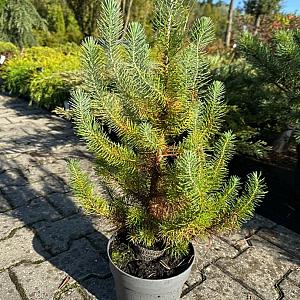 Pinus pinea 'Silver Crest' Container 2lt. 30/40cm.