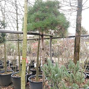 Pinus breviflora Container 40lt. 150/175cm.