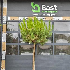 Pinus pinea Container 90lt. 16/18cm.