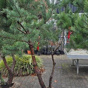 Pinus sylvestris Draadkluit 250/275cm.