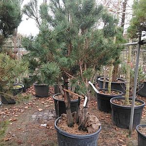 Pinus sylvestris Meerstammig Container 35lt. 100/120cm.