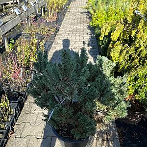 Pinus sylvestris 'Watereri' Draadkluit 80/100cm.