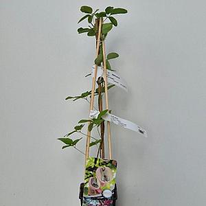 Akebia quinata Container 2lt. 60/80cm.
