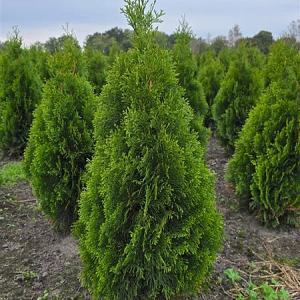 Thuja occ. 'Smaragd' Kluit 175/200cm.