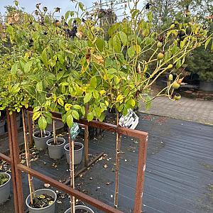 Rosa 'Schneewittchen' Container 3lt.