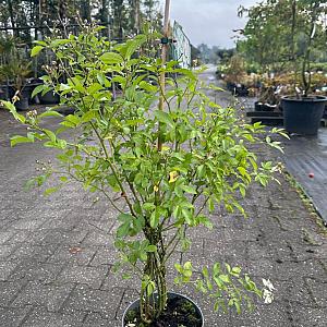 Rosa 'Guirlande d' Amour' Container 5lt. 80/100cm.