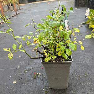 Rosa 'The Fairy' Container 3lt.