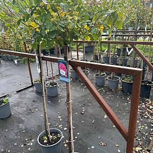 Rosa 'Leonardo da Vinci' Container 5lt. 80/100cm.