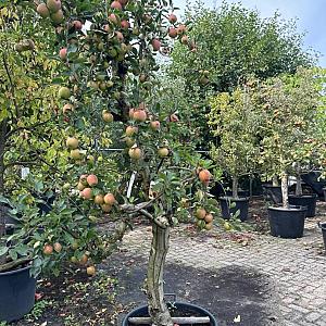 Malus d. 'Braeburn' Karakter Container 80lt.