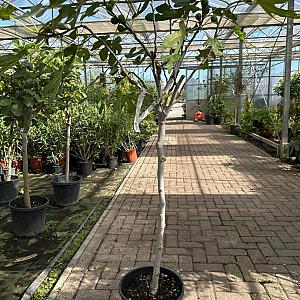 Ficus carica 'Brown Turkey' Container 30lt Stam 80cm.