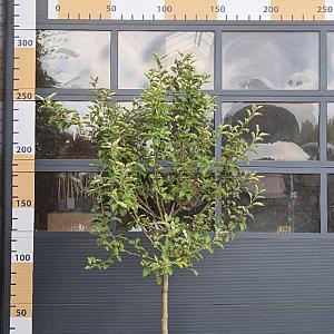 Malus d. 'Jonagold' Halfstam Draadkluit 10/12cm.