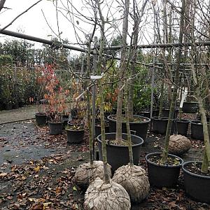 Malus d. 'Jonagold' Halfstam Draadkluit 10/12cm.