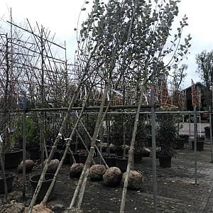Malus d. 'Elstar' Container 50lt. 12/14cm.