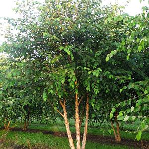 Betula nigra Meerstammig C230 400/500cm.
